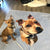 Personalized Pet Face Blanket Photo Blanket - Bull Dog