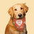 Custom Dog Bandanas With Name Personalised Super Dog Bandanas Gift